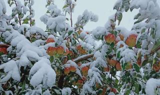 塔克拉玛干沙漠下雪了